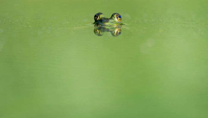 Reanimation in der stationären Pflege ,,Frosch mit Herz''